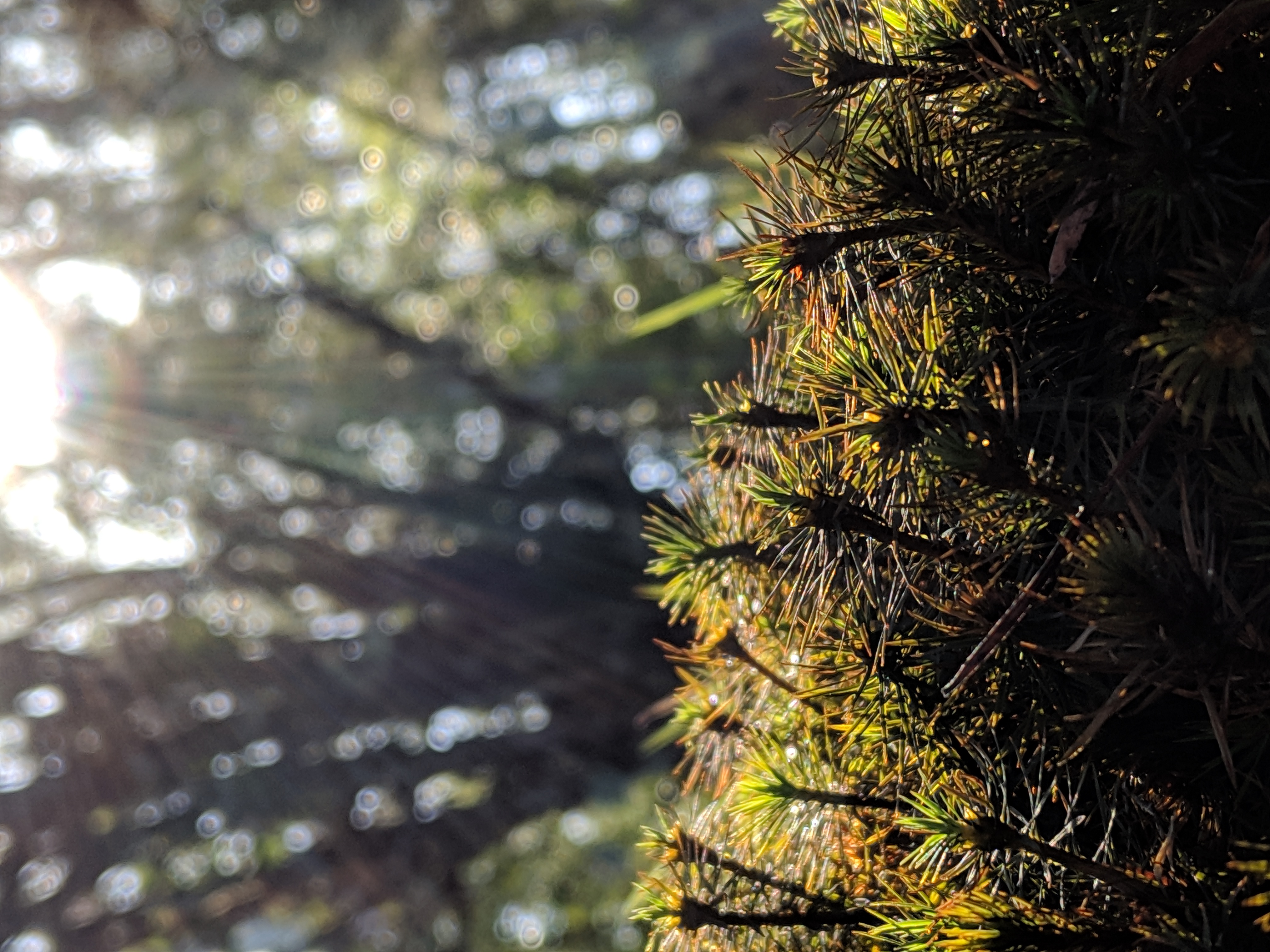 Where the Pixies Play